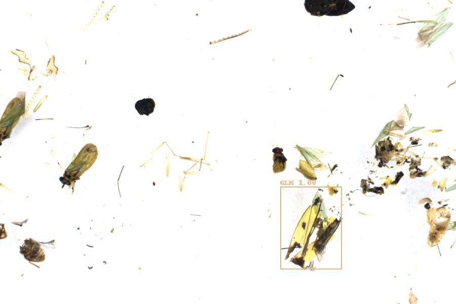 Image 20